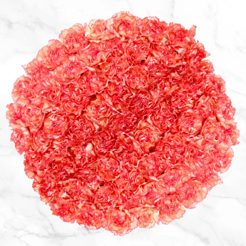 100-stem Carnations