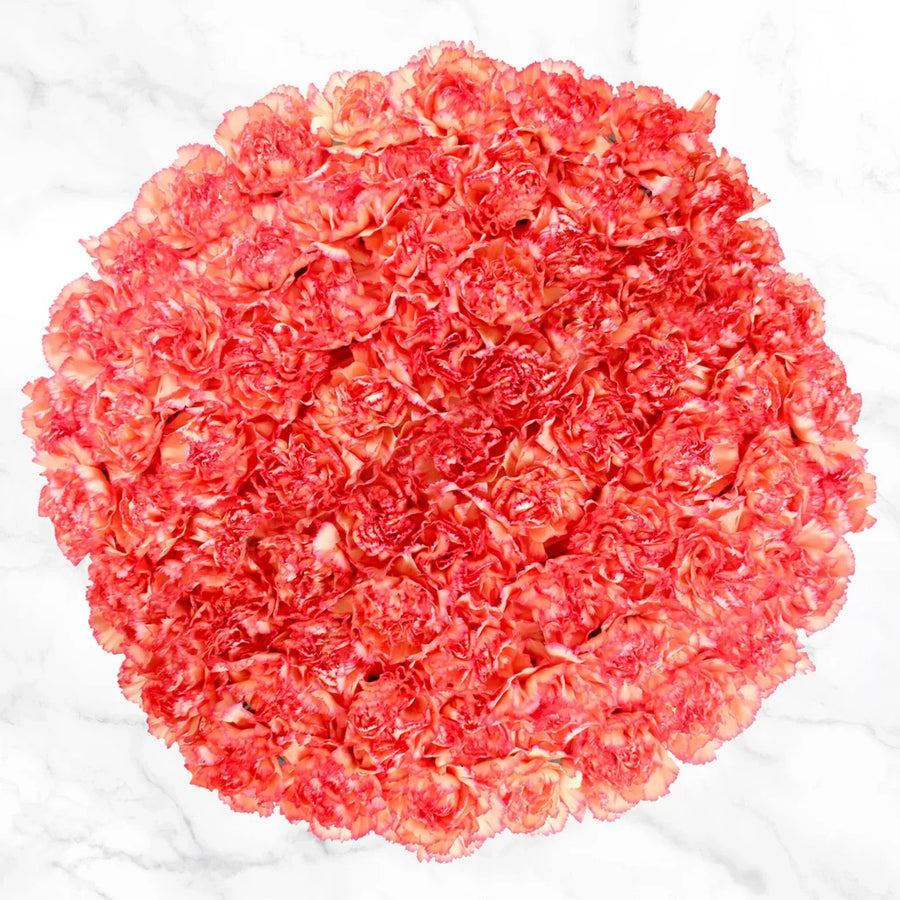100-stem Carnations