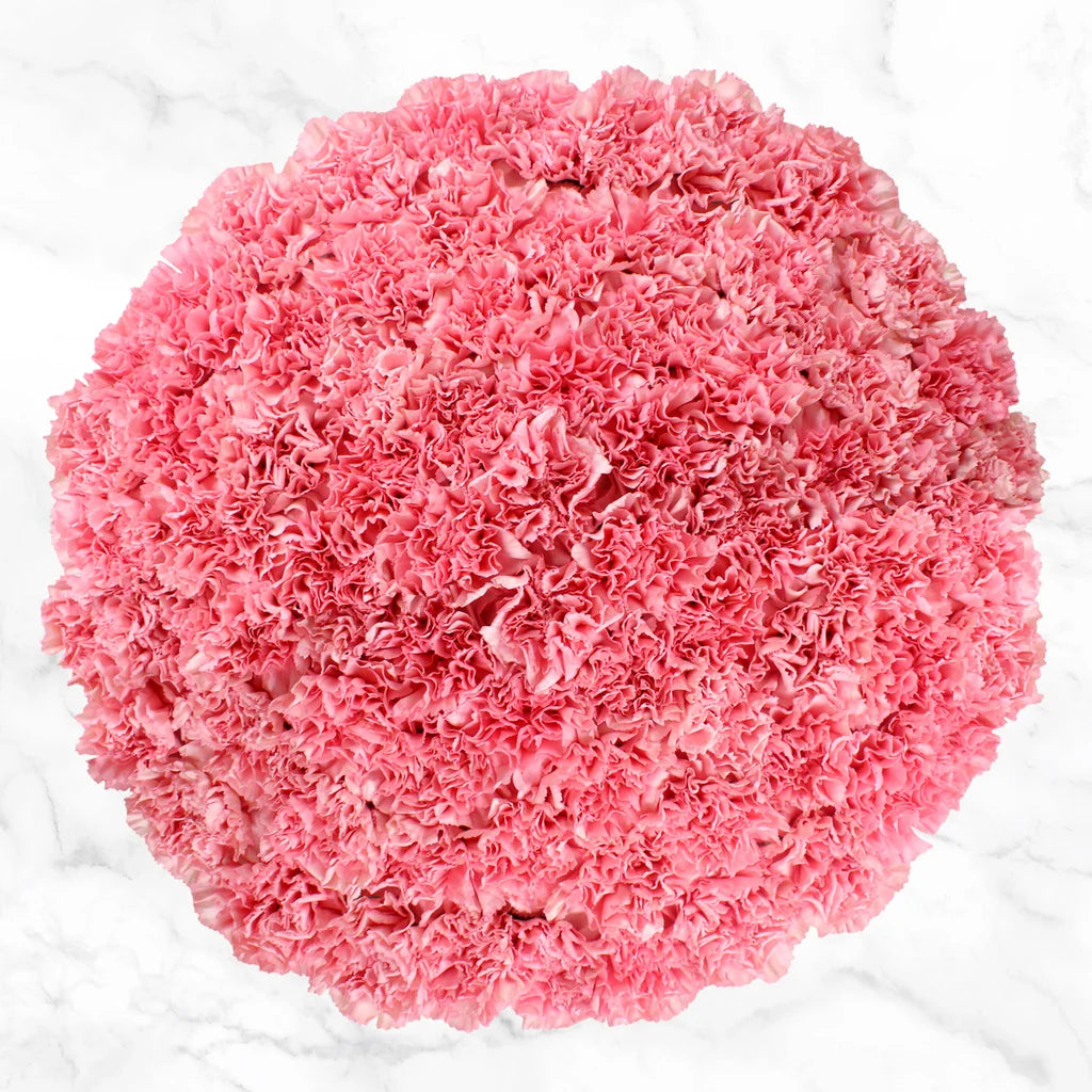 100-stem Carnations