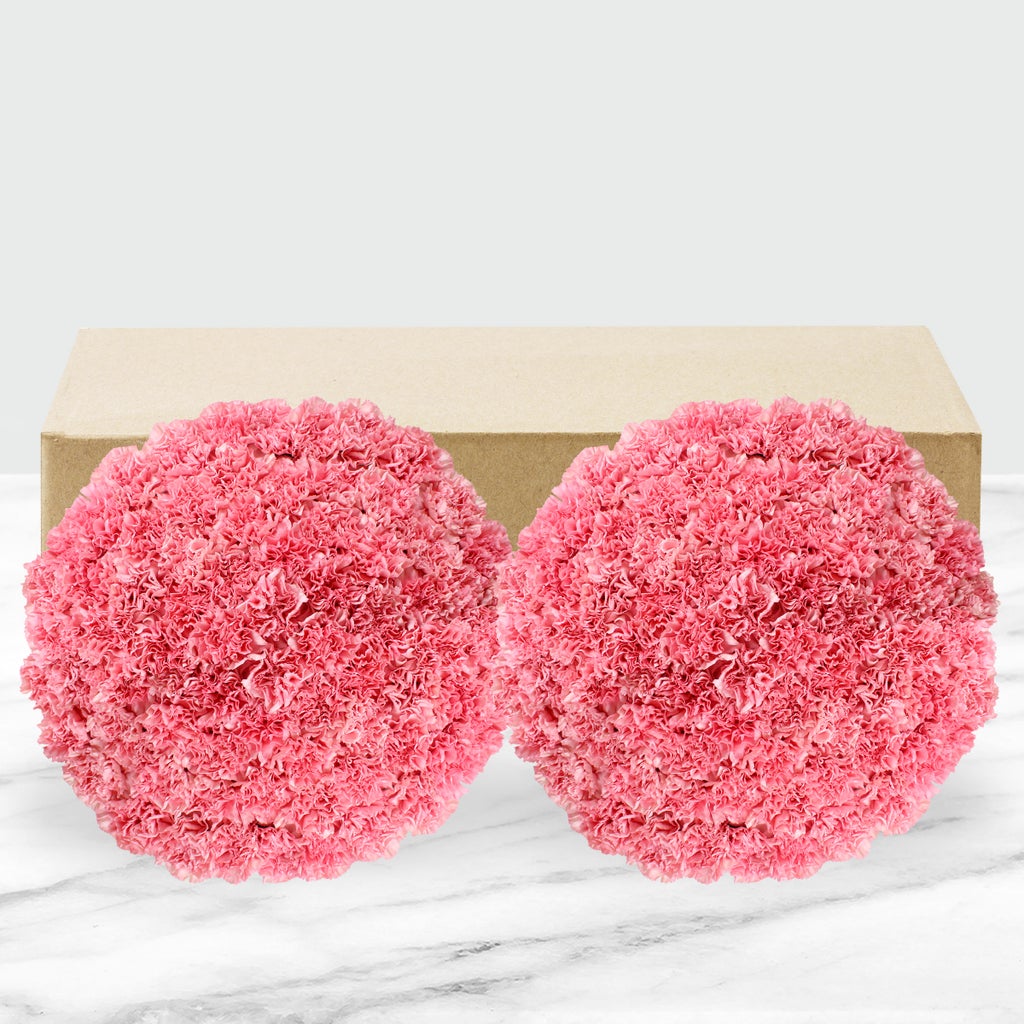 100-stem Carnations