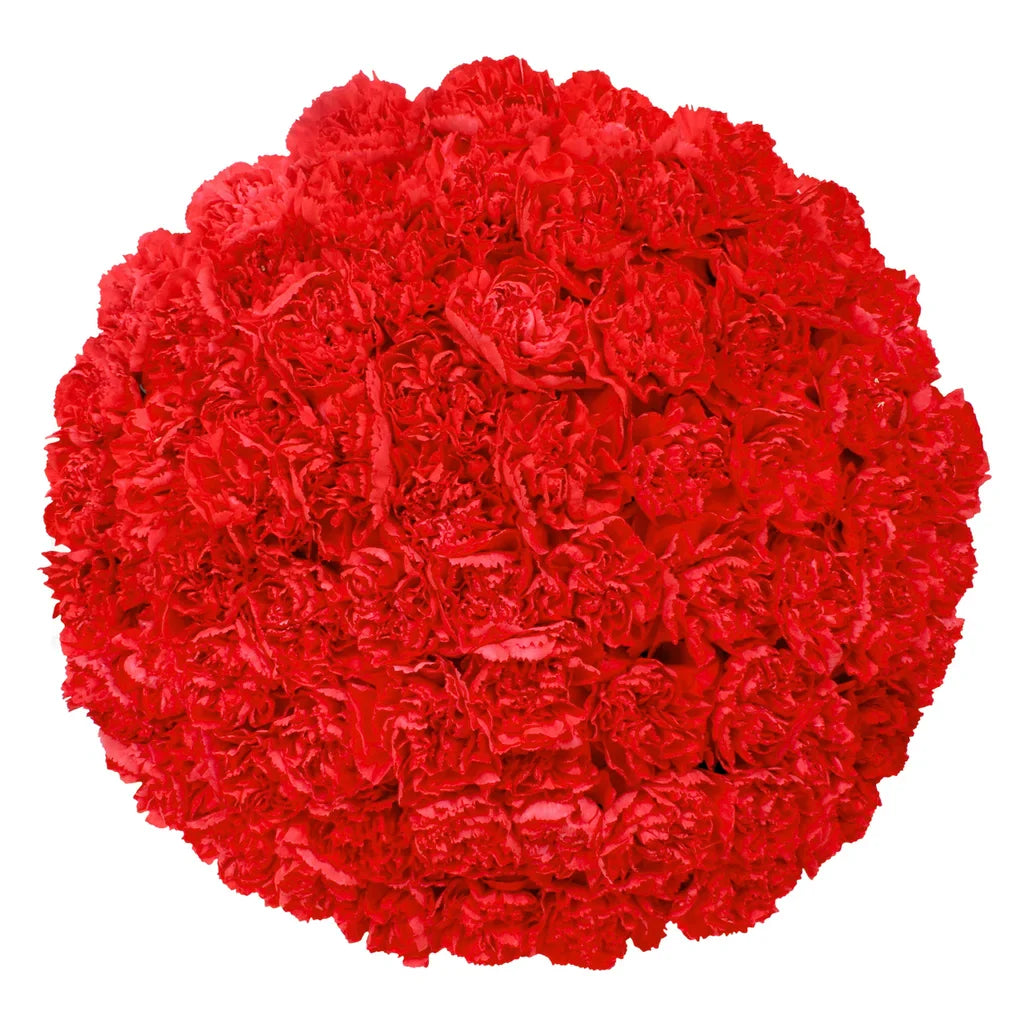 100-stem Carnations