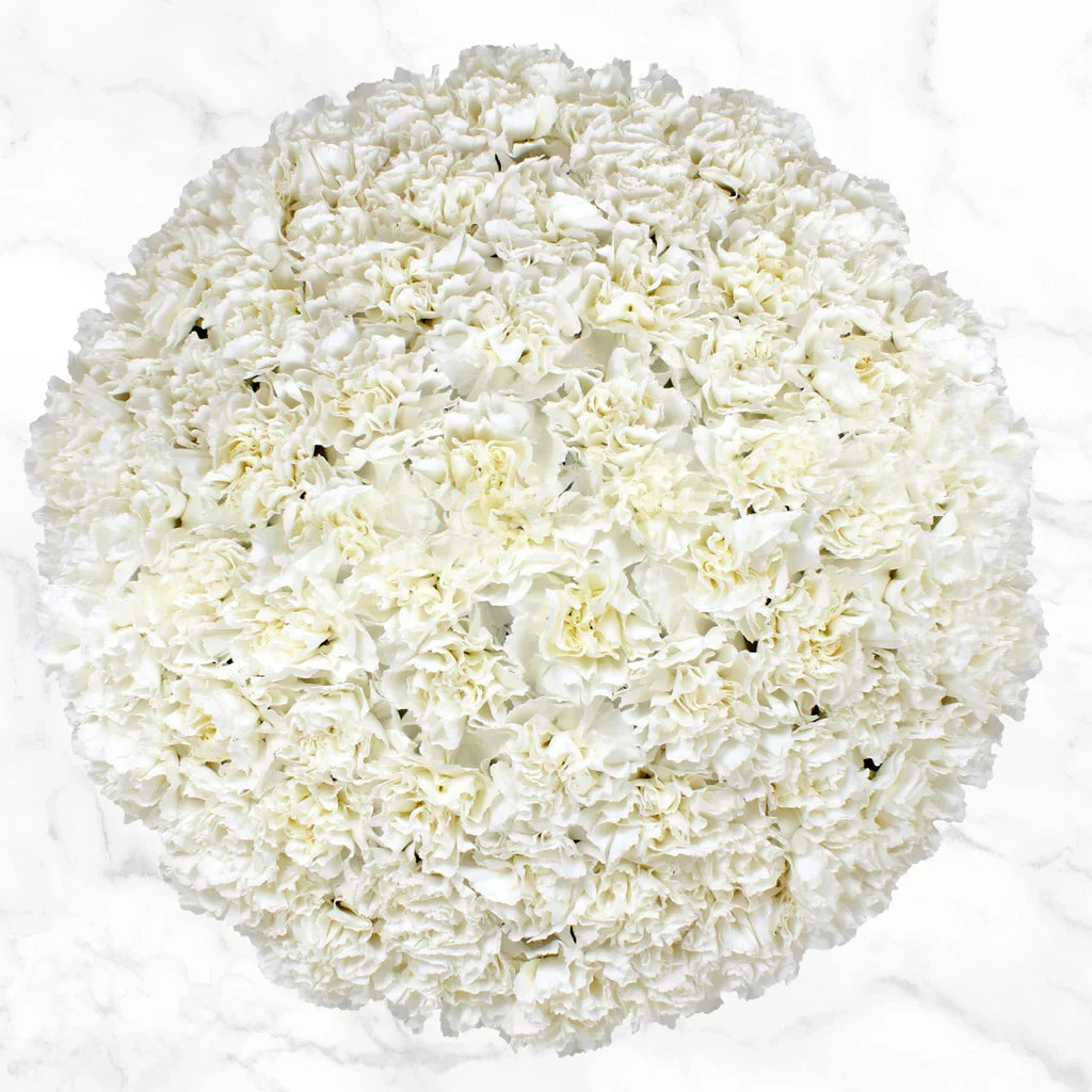 100-stem Carnations