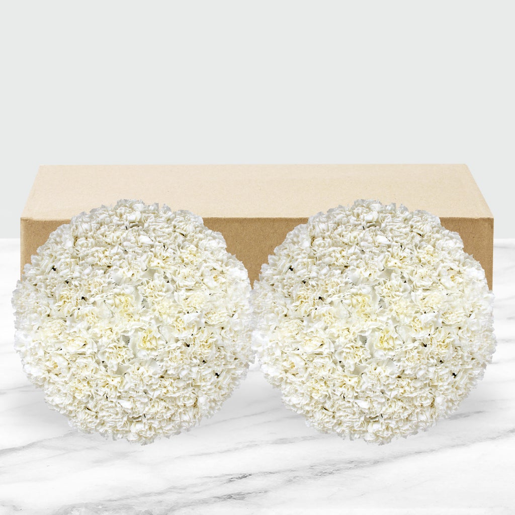 100-stem Carnations