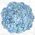 24-stem Hydrangeas