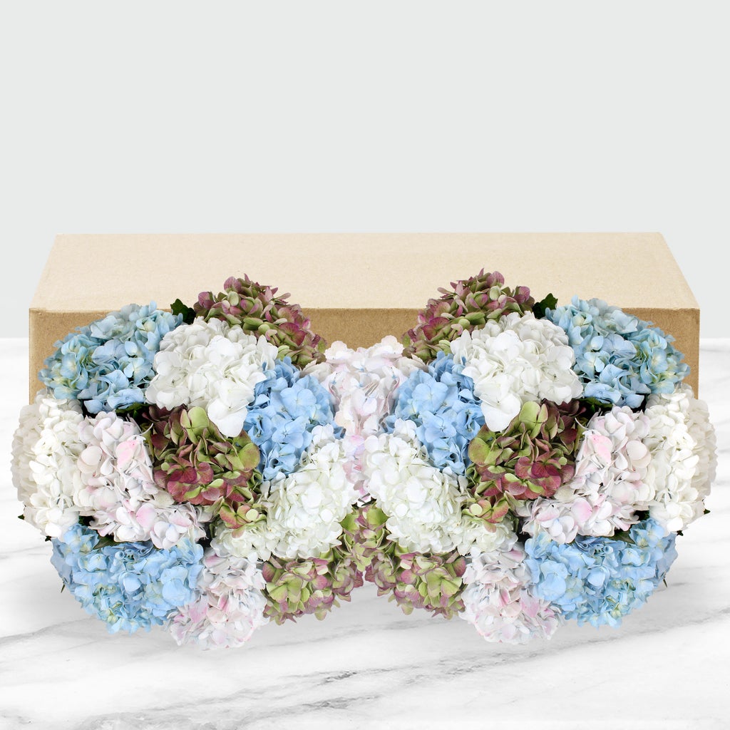 24-stem Hydrangeas