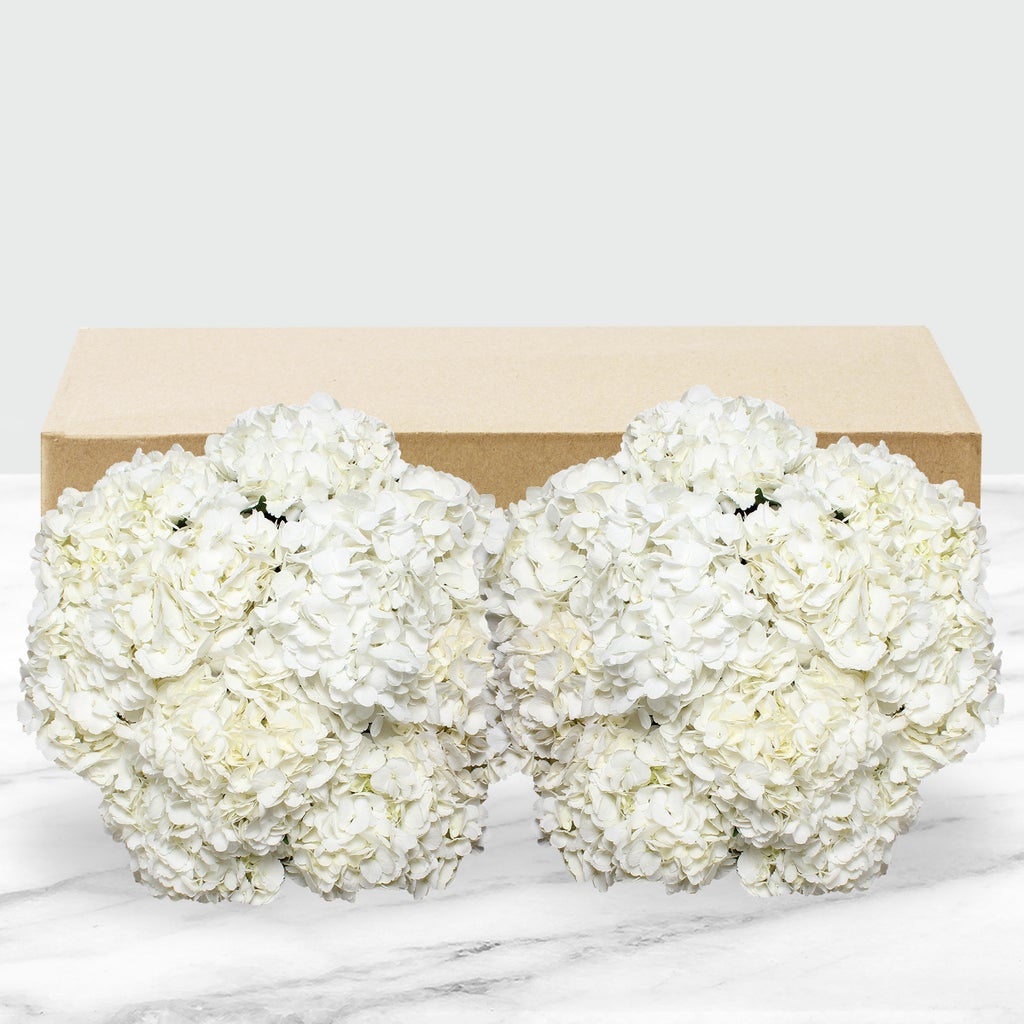 24-stem Hydrangeas