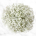 100-stem Baby's Breath