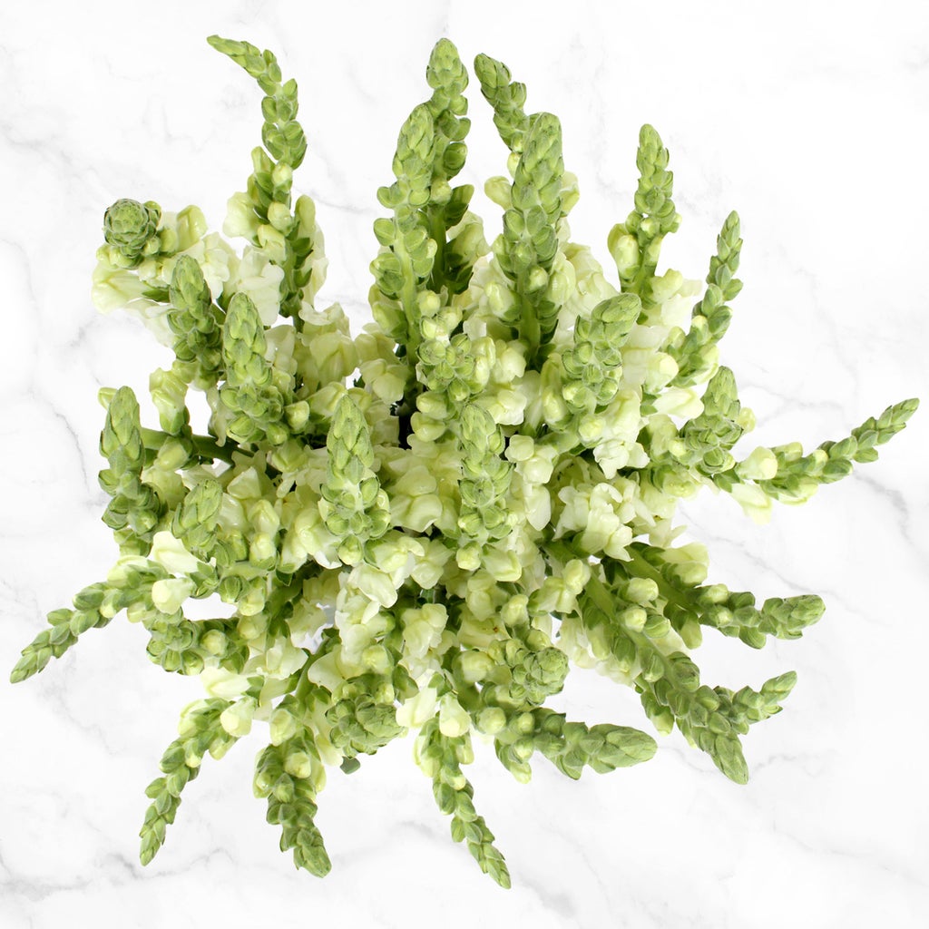 100-stem White and Green Fillers