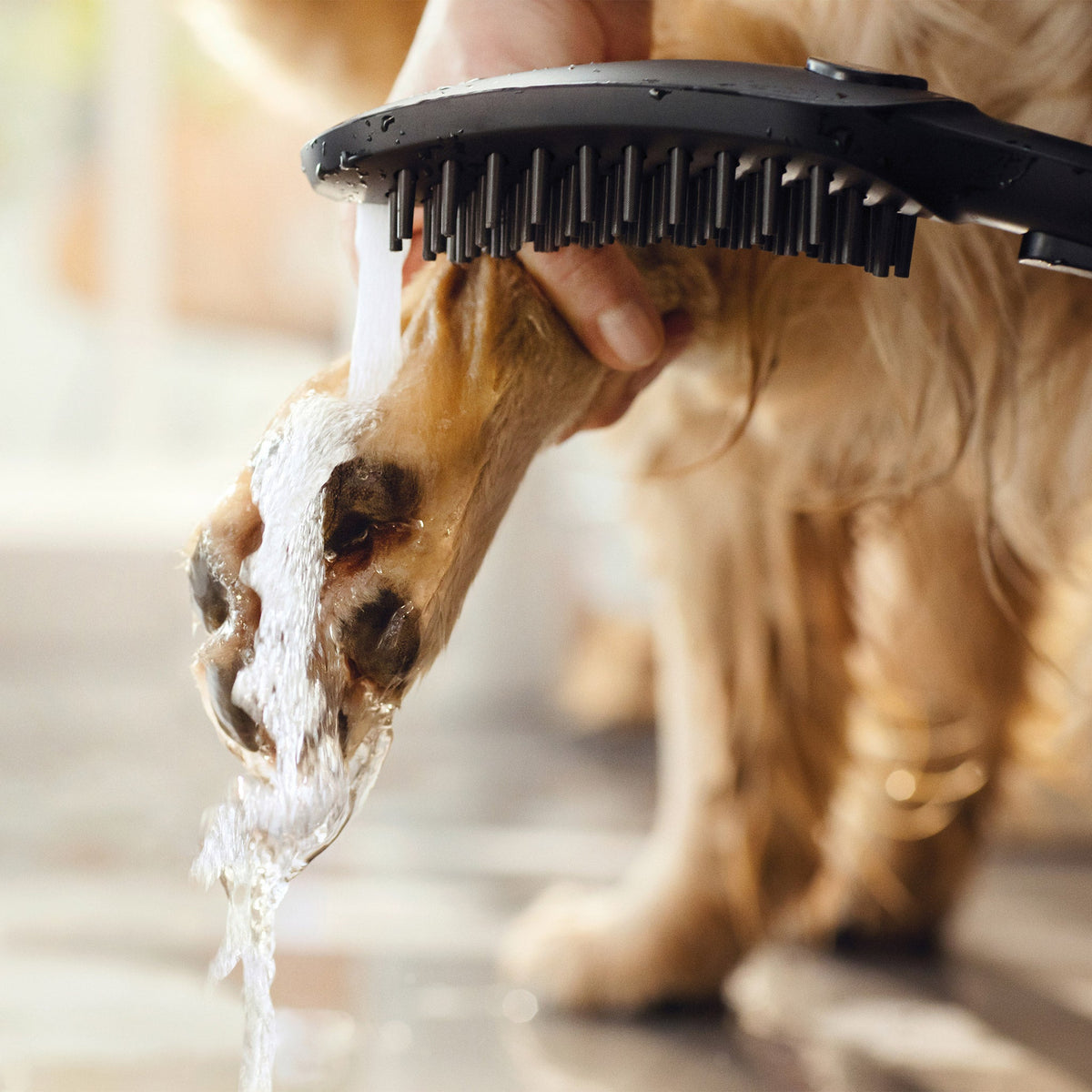 Hansgrohe Dog Showerhead