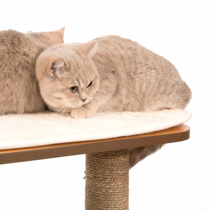 Catit Vesper High Base XL 62 inch Cat Tree, 5 Levels and 1 Condo, Walnut - image 5