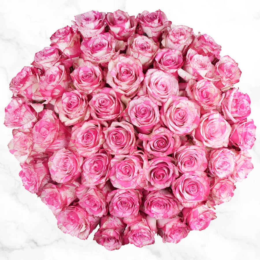 Valentines Day Bi-color Pink and White Roses, 50-stem