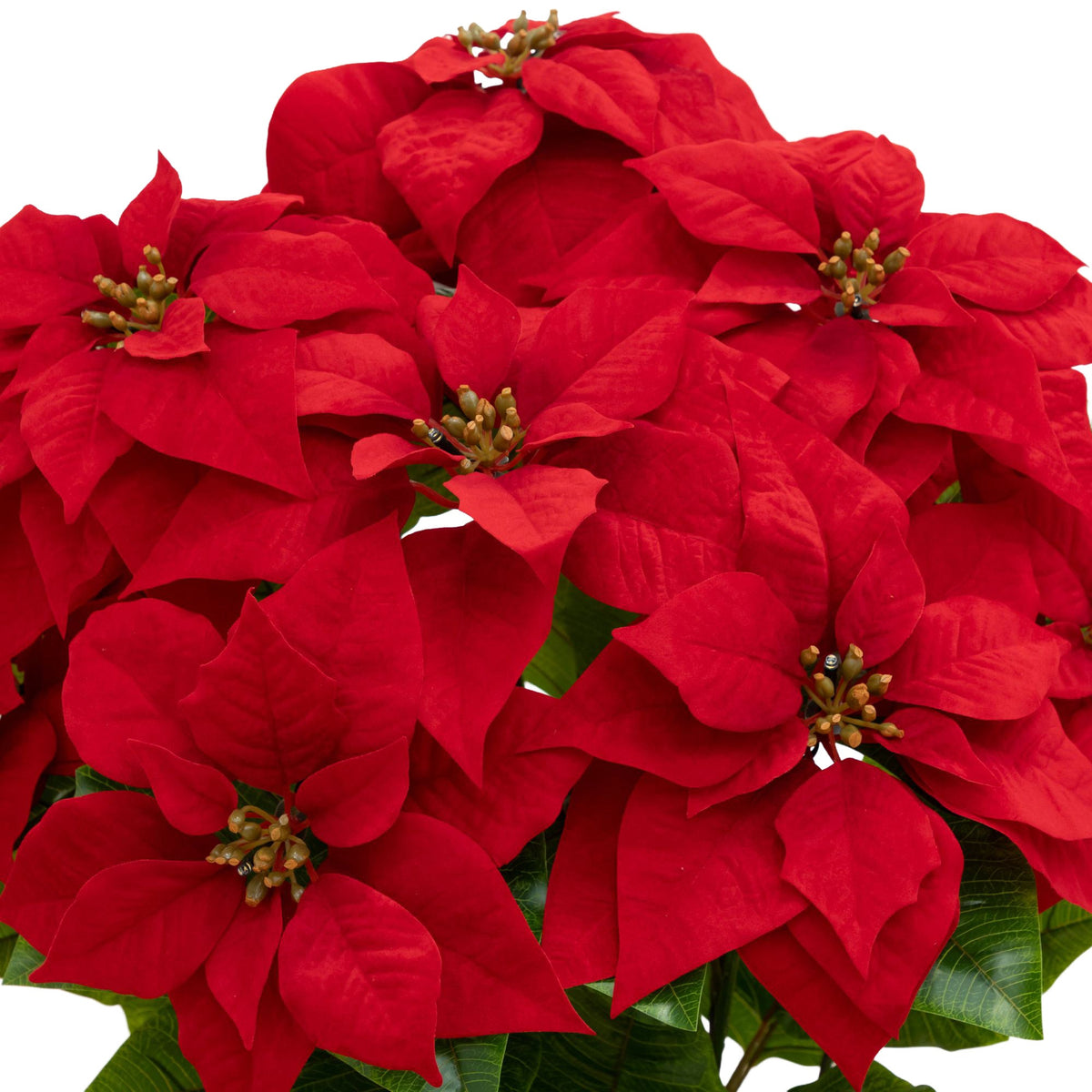 30" Pre-Lit Faux Red Velvet Poinsettia Pot